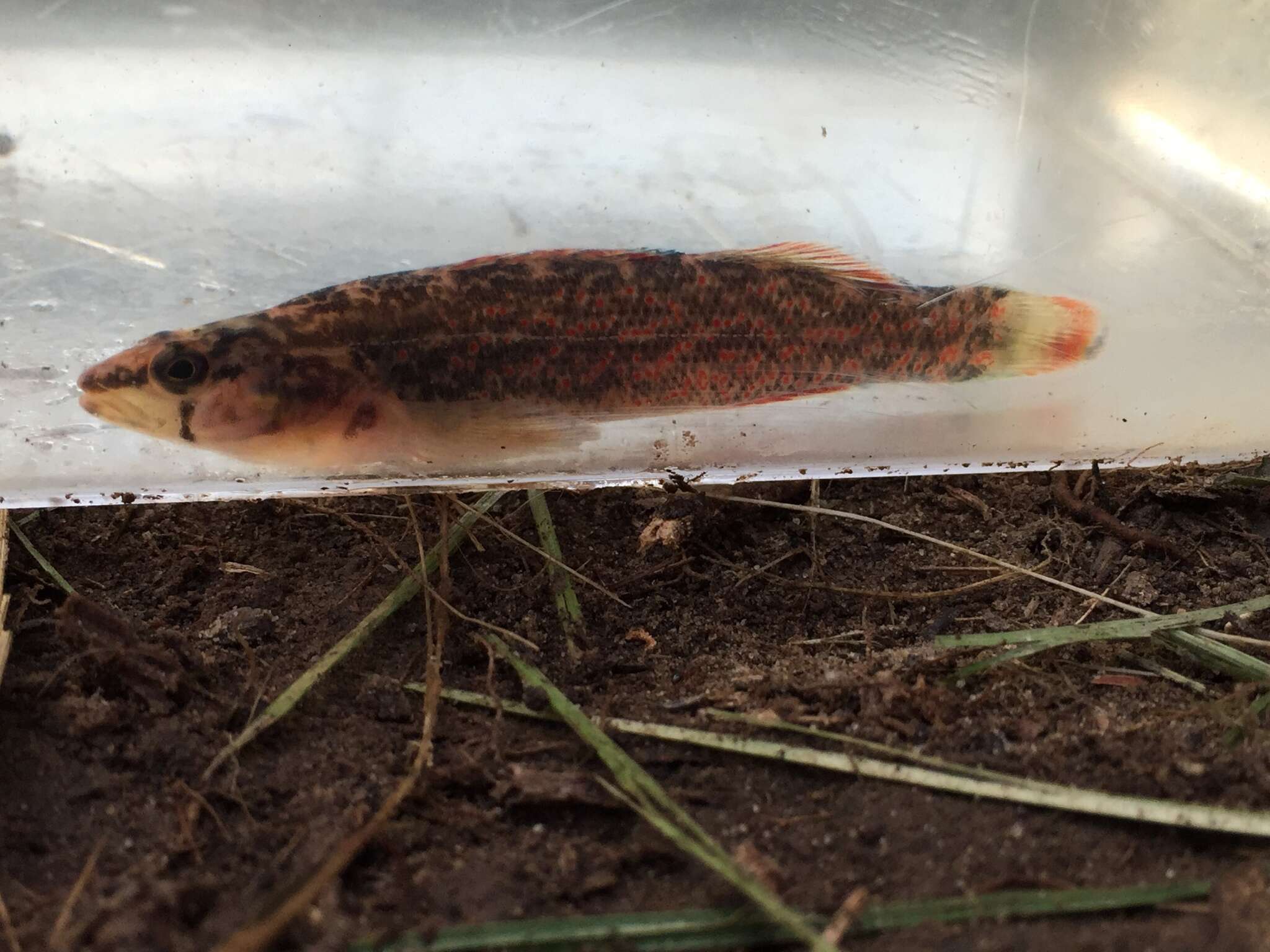 Sivun Etheostoma artesiae (Hay 1881) kuva