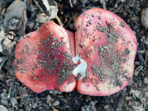 Image of Russula americana Singer 1940