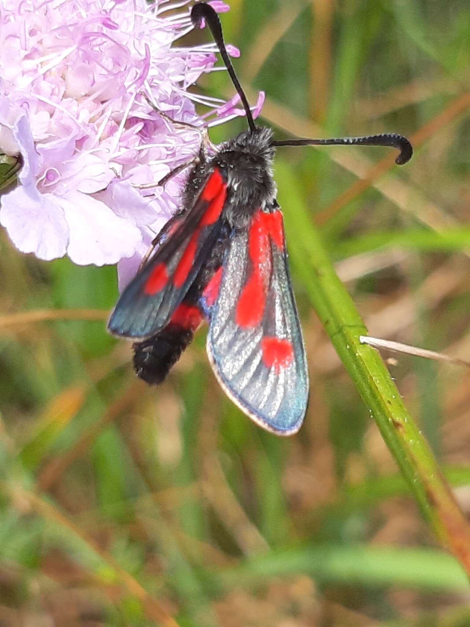 Image of Zygaena sarpedon Hübner 1790