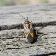 Image of Calocoris nemoralis (Fabricius 1787)