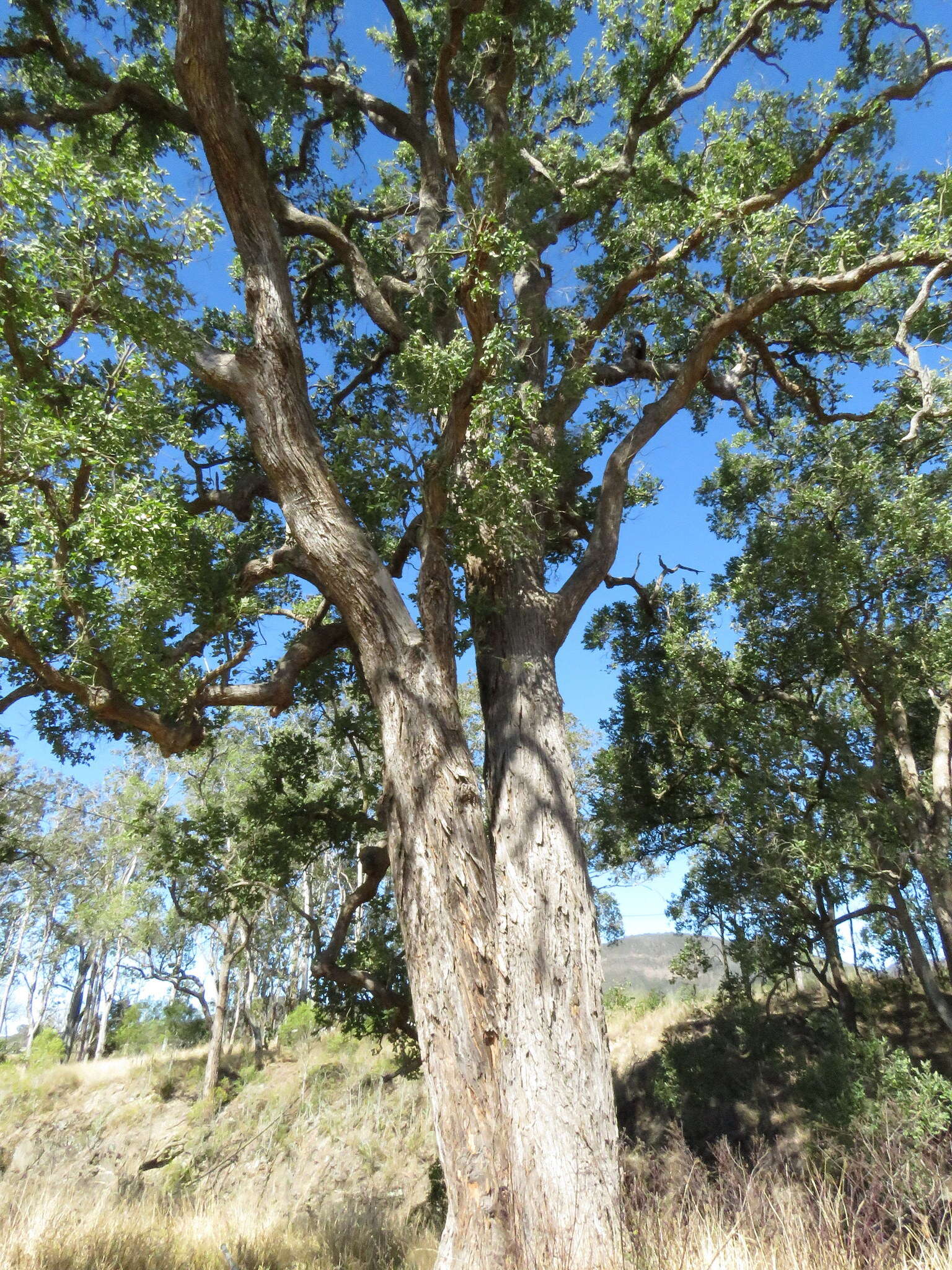 Image de Angophora subvelutina F. Müll.