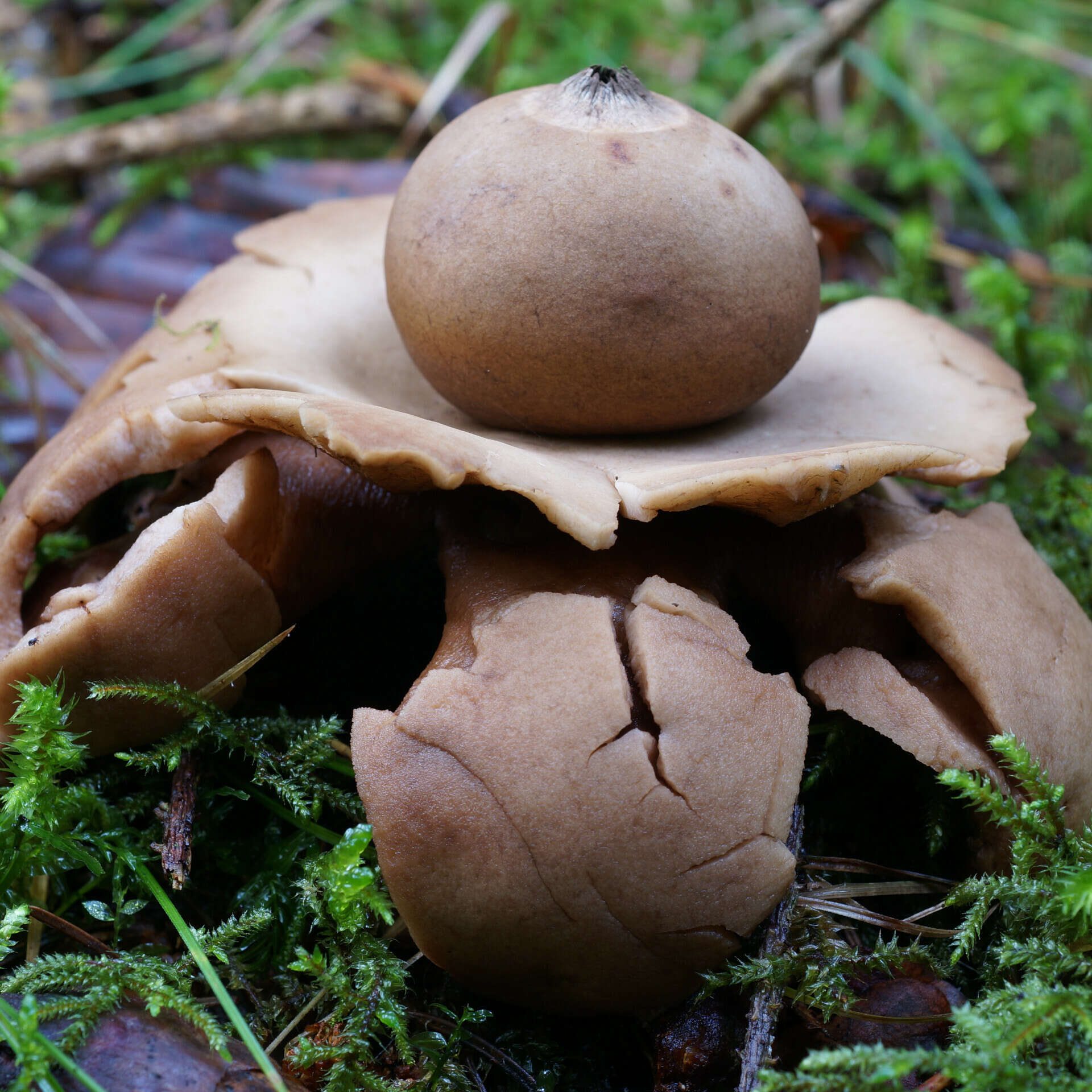 Image of Collared Earthstar