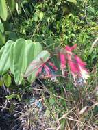 Image of Bauhinia jenningsii P. Wilson