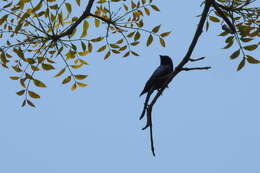 Image de Drongo bronzé