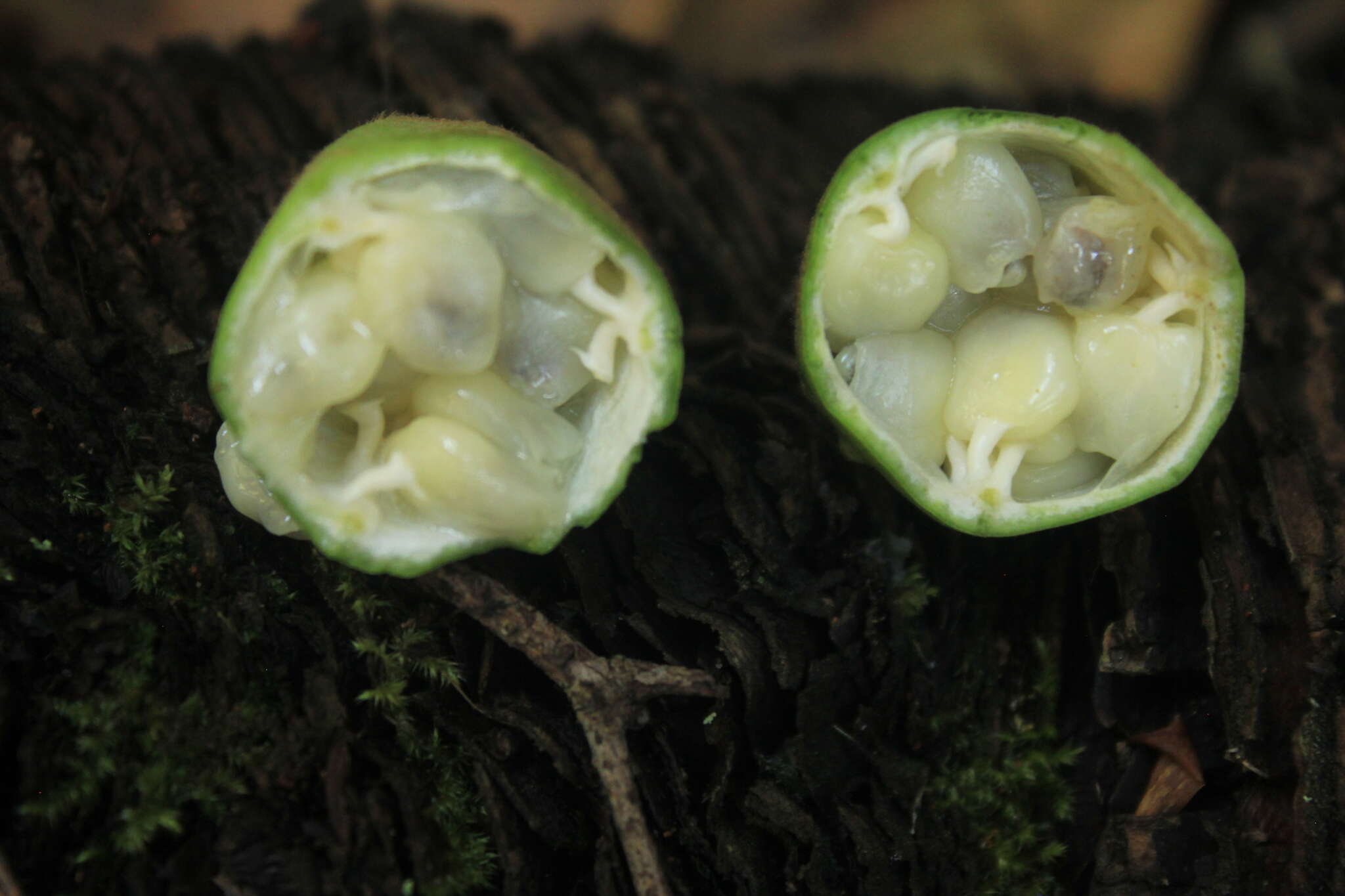 Image of Passiflora lindeniana Planch. ex Triana & Planch.