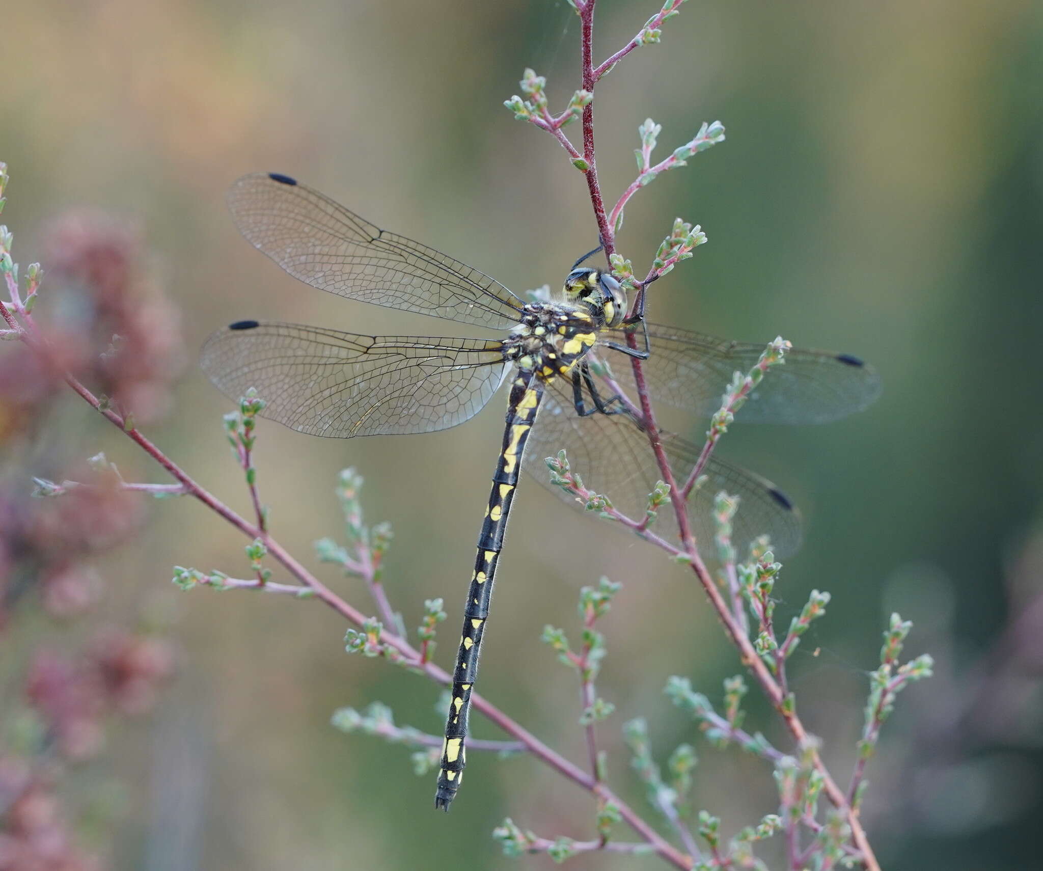 Image of Eusynthemis virgula (Selys 1874)