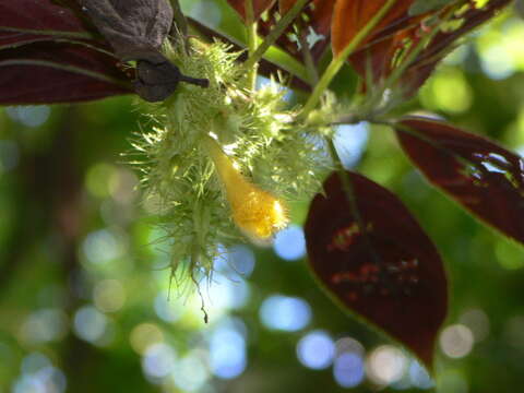 Glossoloma purpureum (L. P. Kvist & L. E. Skog) J. L. Clark的圖片