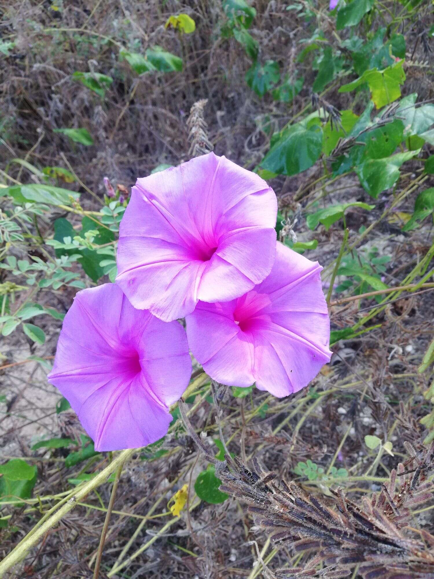 Plancia ëd Ipomoea splendor-sylvae House