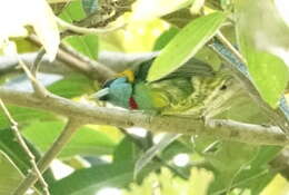 Image of Blue-moustached Barbet