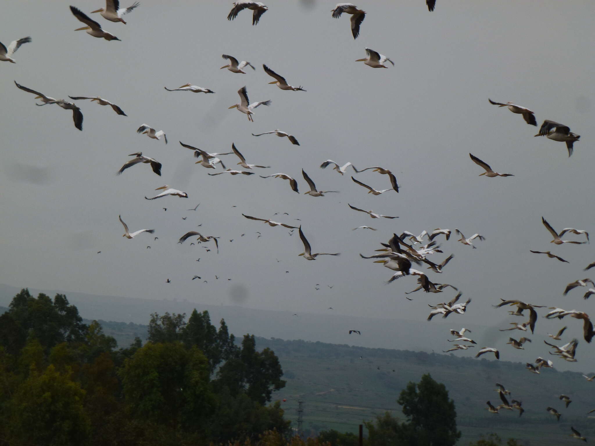 Image of Great White Pelican