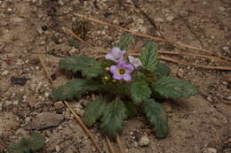 Image of sweetscented phacelia