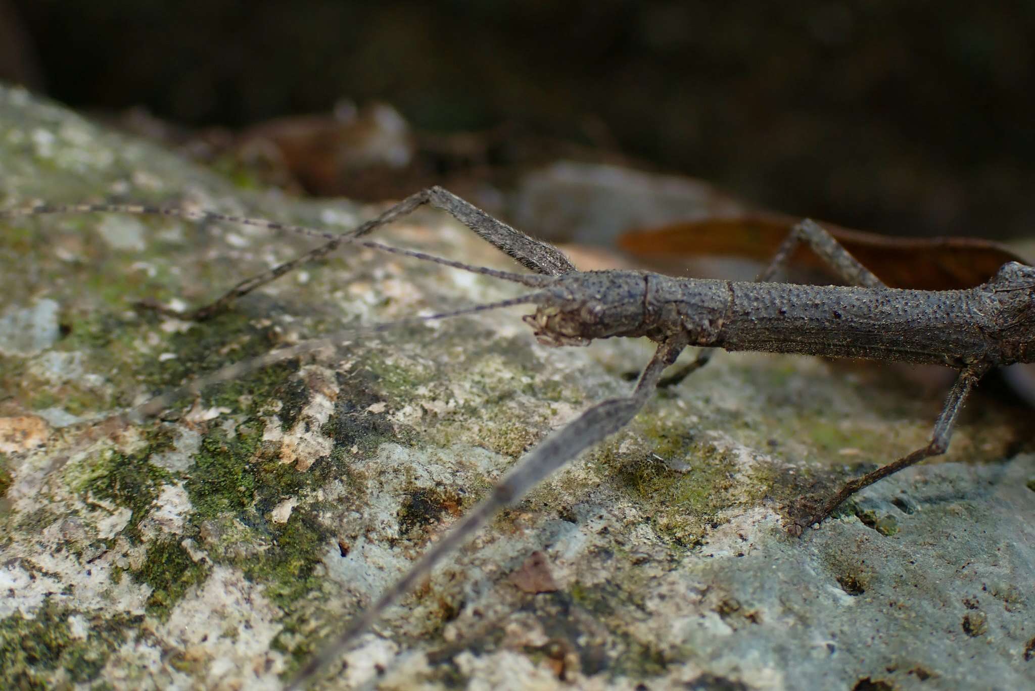 Image of Planososibia truncata (Chen, S. C. & Z. Y. Chen 2000)