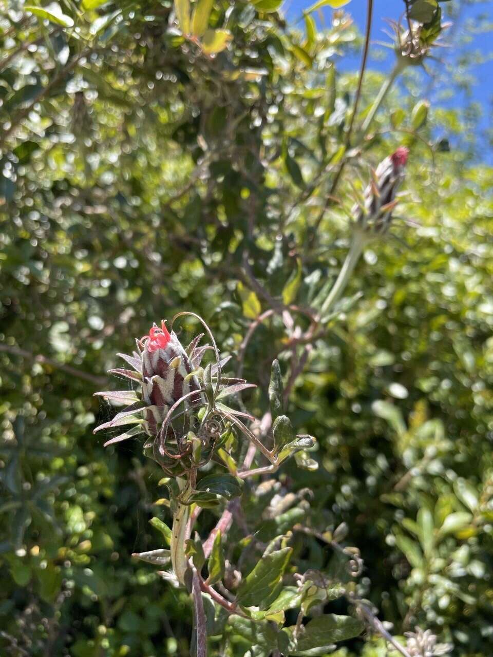 Image of Mutisia coccinea A. St. Hil.