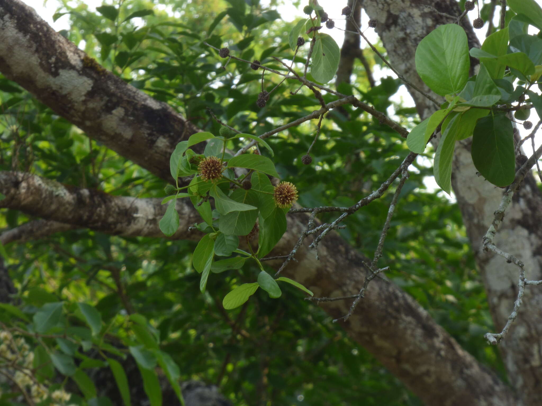 Image of Mitragyna parvifolia (Roxb.) Korth.