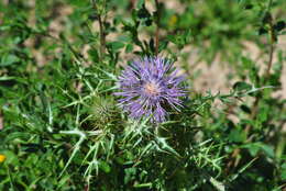 Galactites tomentosa Moench的圖片