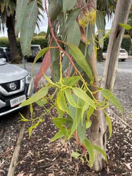 Image of lemon-flower gum