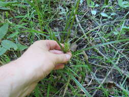 Image of Louisiana Sedge