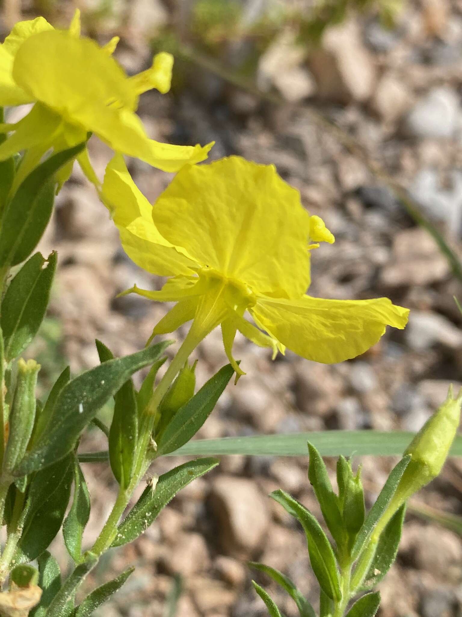 Oenothera tubicula Gray resmi