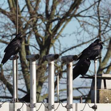 Imagem de Corvus frugilegus Linnaeus 1758