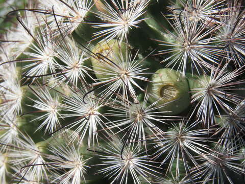 Image of Common Fishhook Cactus