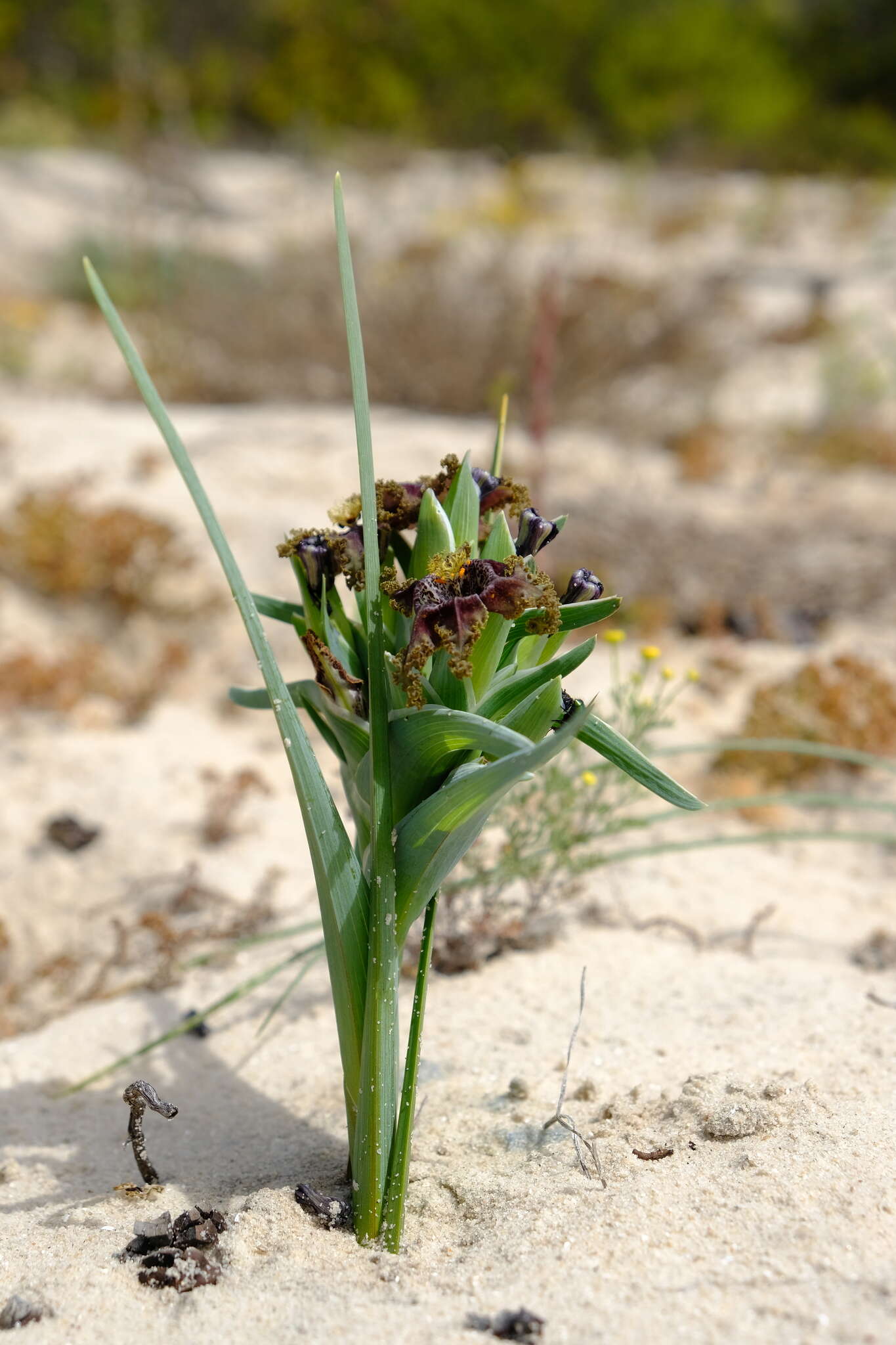 Image of Ferraria foliosa G. J. Lewis