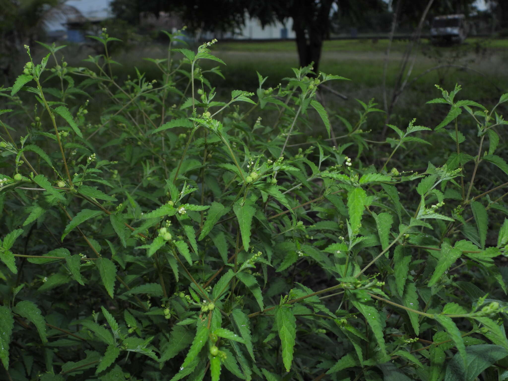 Image of roadside croton