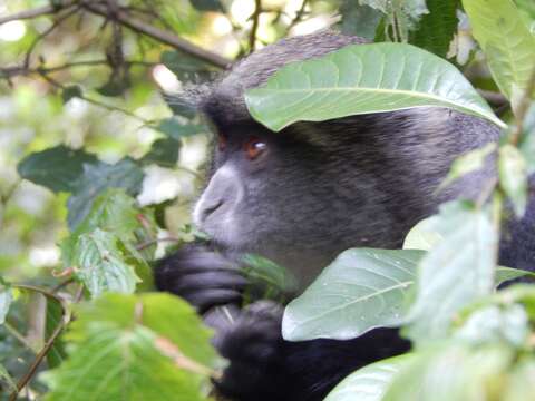 Image of Colobus caudatus Thomas 1885