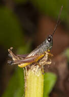 Image of Silvitettix communis Bruner & L. 1904