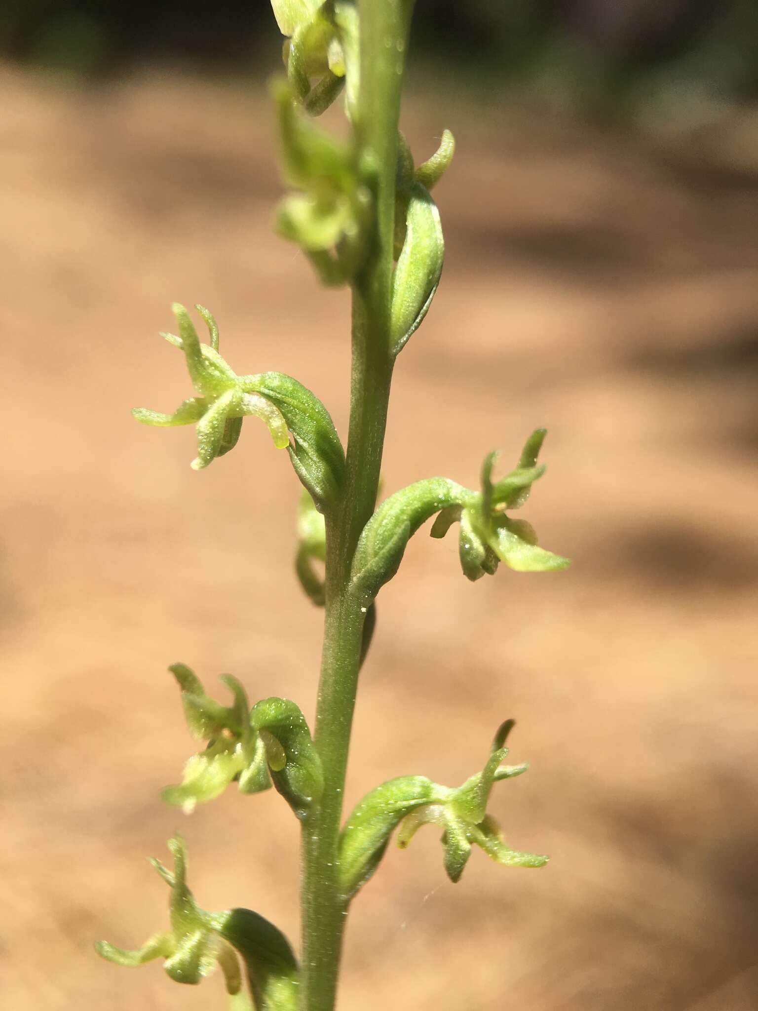 Image of Coleman's piperia