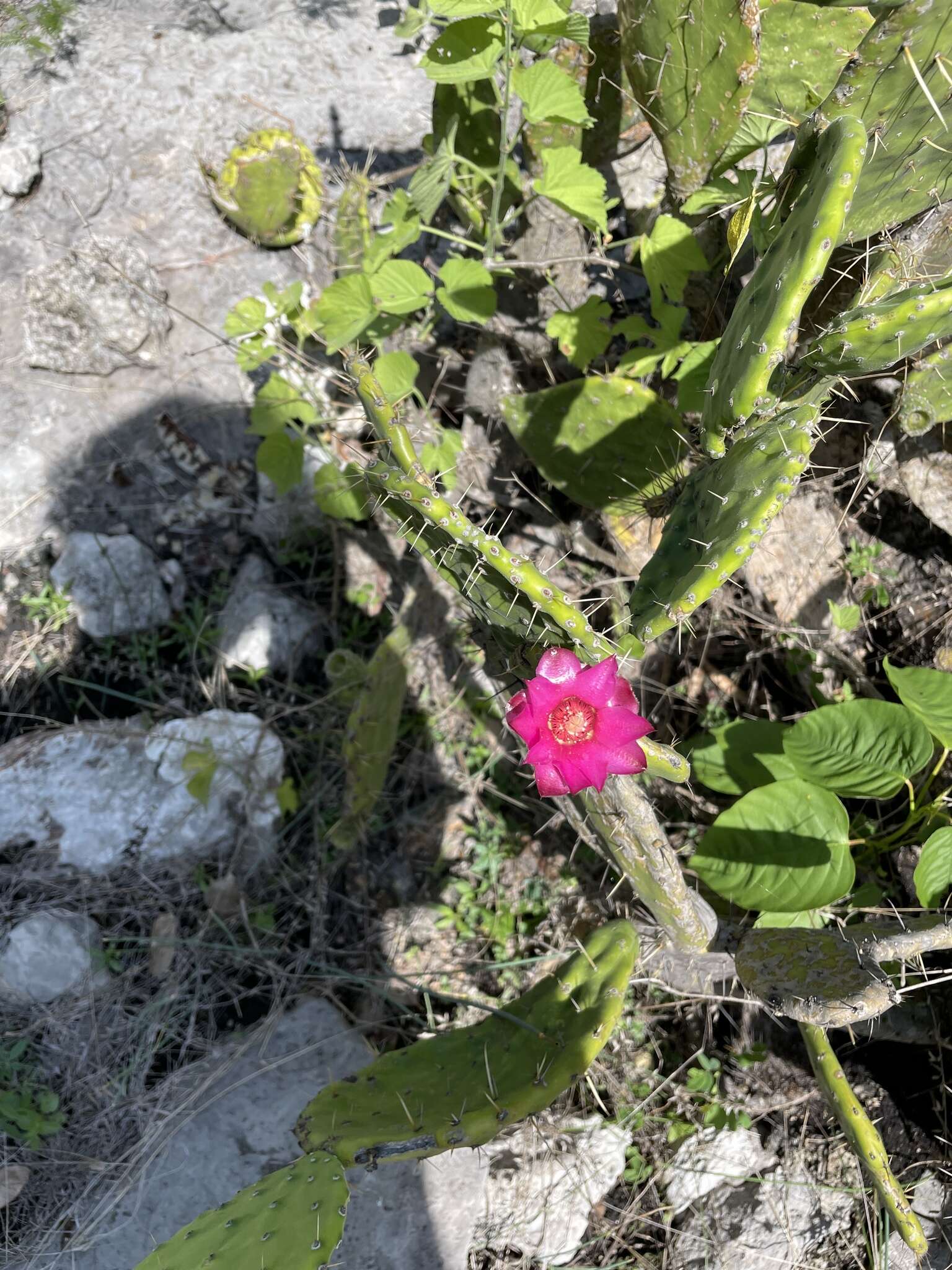 Image of Opuntia depressa Rose