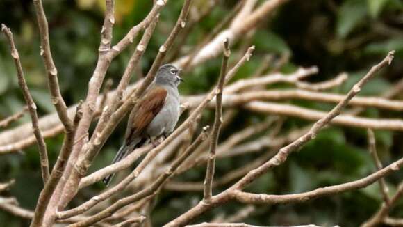 Image of Brown-backed Solitaire