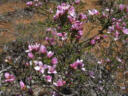 Image of Boronia capitata subsp. clavata P. G. Wilson