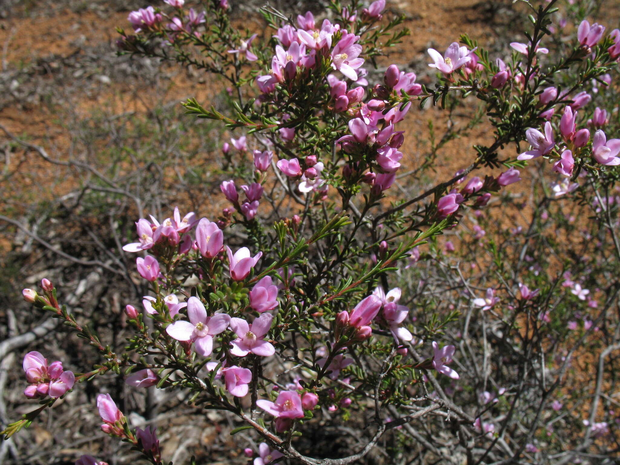 Image of Boronia capitata subsp. clavata P. G. Wilson