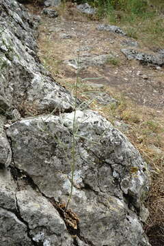 Image of Hesperis steveniana DC.