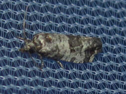 Image of Black-tipped Rudenia Moth