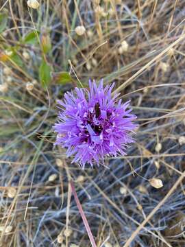 Image de Monardella purpurea Howell