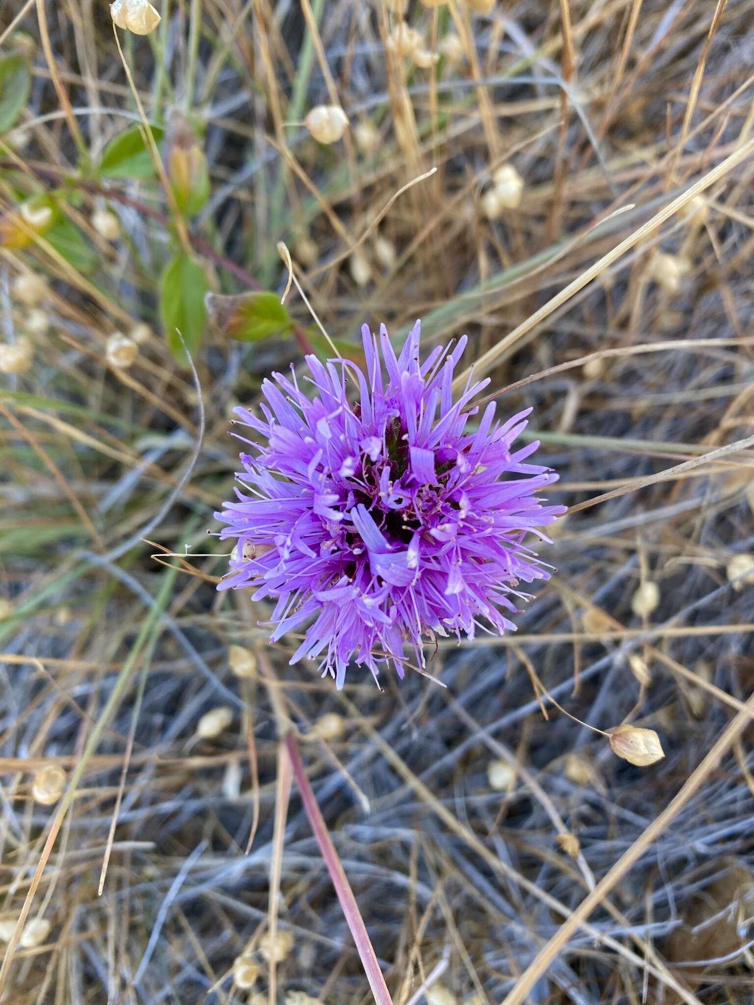 Image de Monardella purpurea Howell