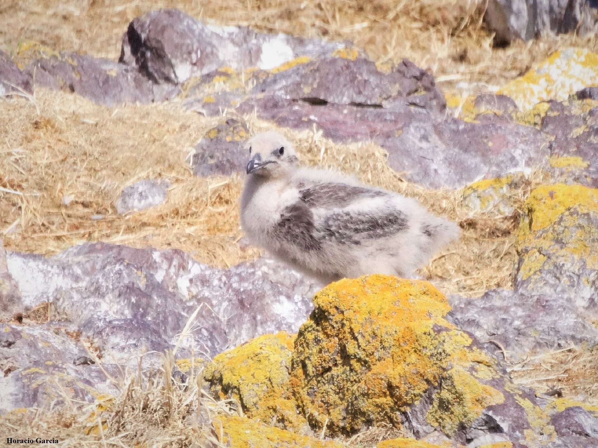 Plancia ëd Stercorarius chilensis Bonaparte 1857