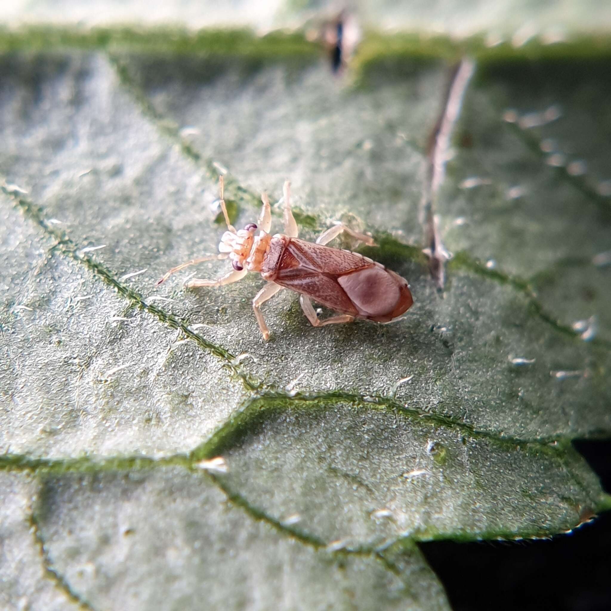 Thaumastocoris peregrinus D. L. Carpintero & Dellapé 2006的圖片