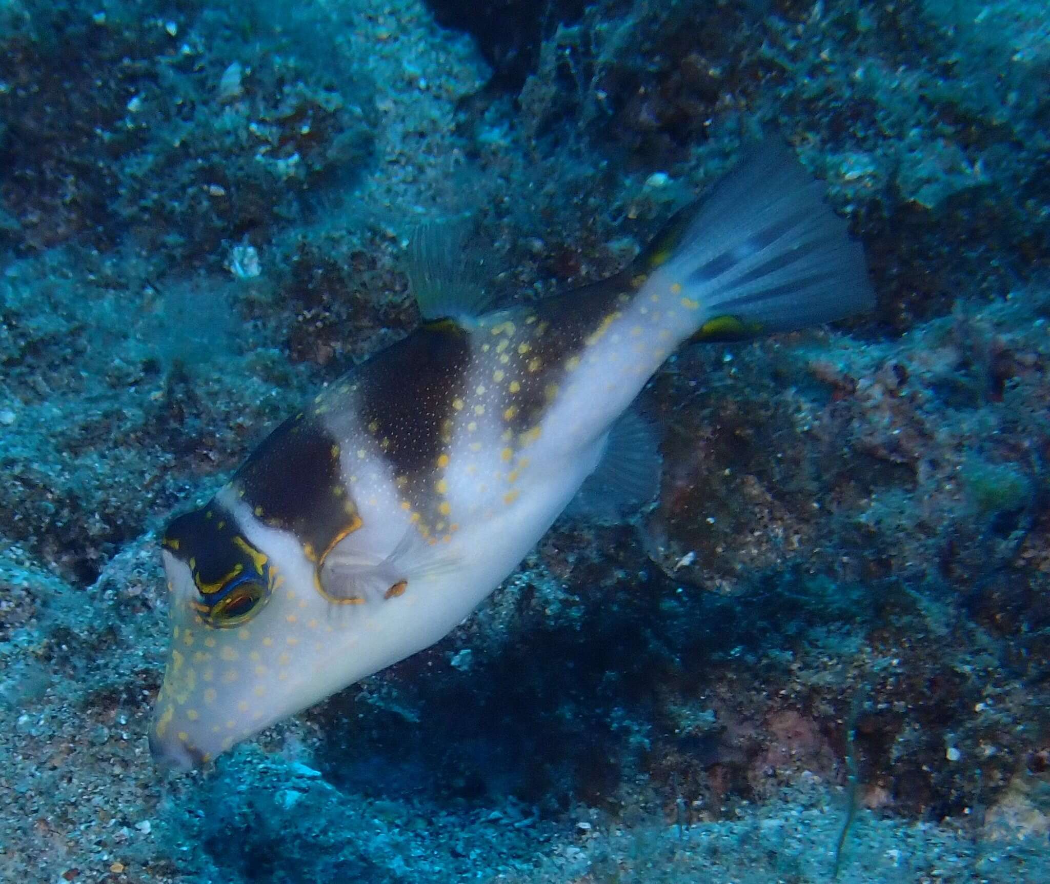 Слика од Canthigaster coronata (Vaillant & Sauvage 1875)