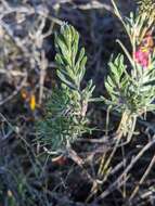 Image of Conospermum hookeri (Meissn.) E. M. Bennett