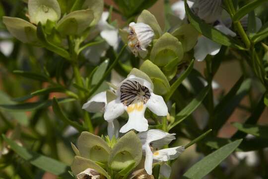 Image of Prostanthera striatiflora F. Muell.