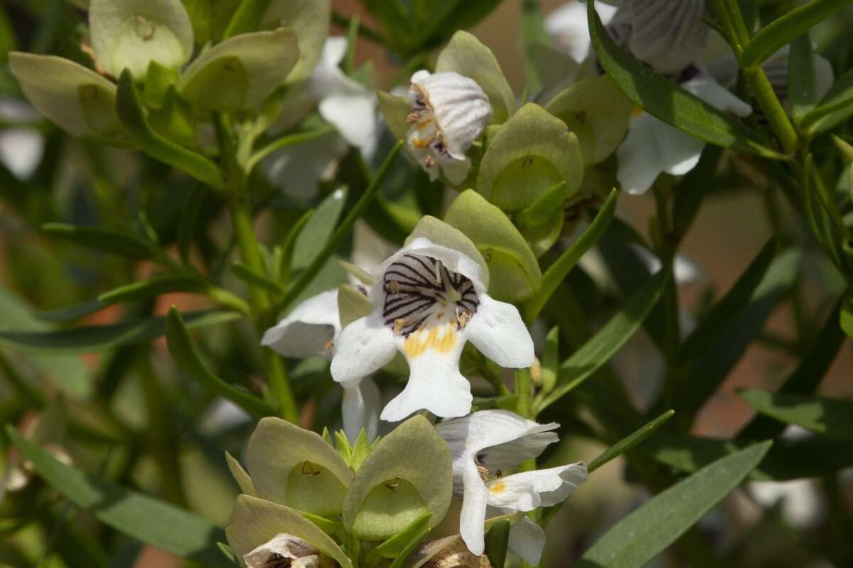 Imagem de Prostanthera striatiflora F. Muell.