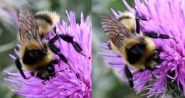 Слика од Bombus rufocinctus Cresson 1864