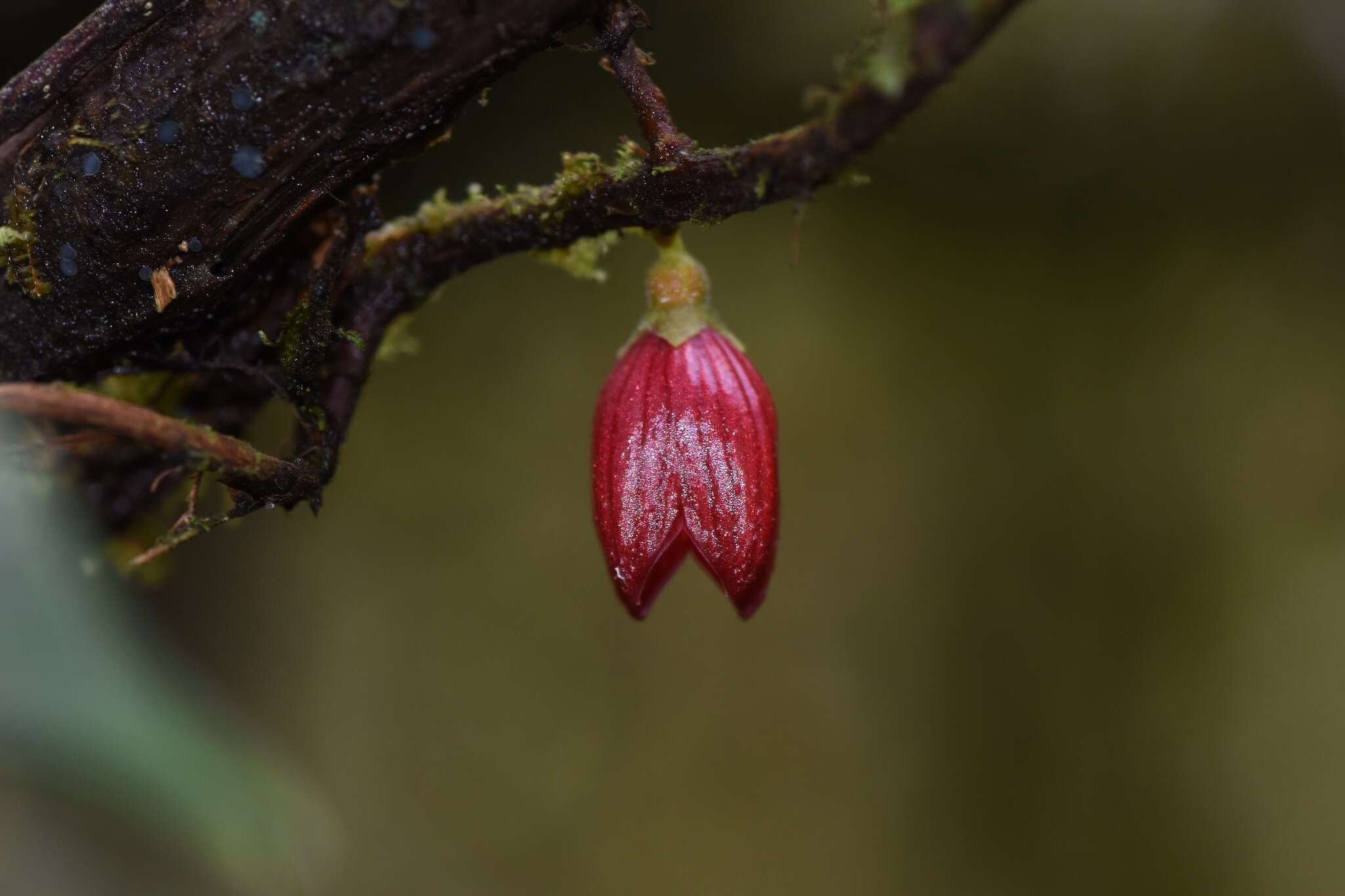 Image of Sphyrospermum dissimile (S. F. Blake) J. L. Luteyn