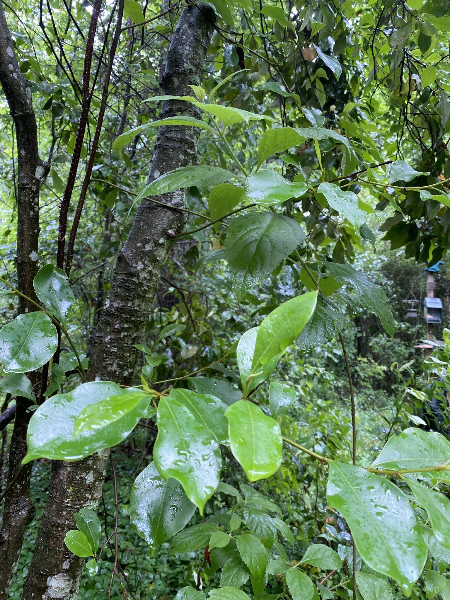 含笑花的圖片