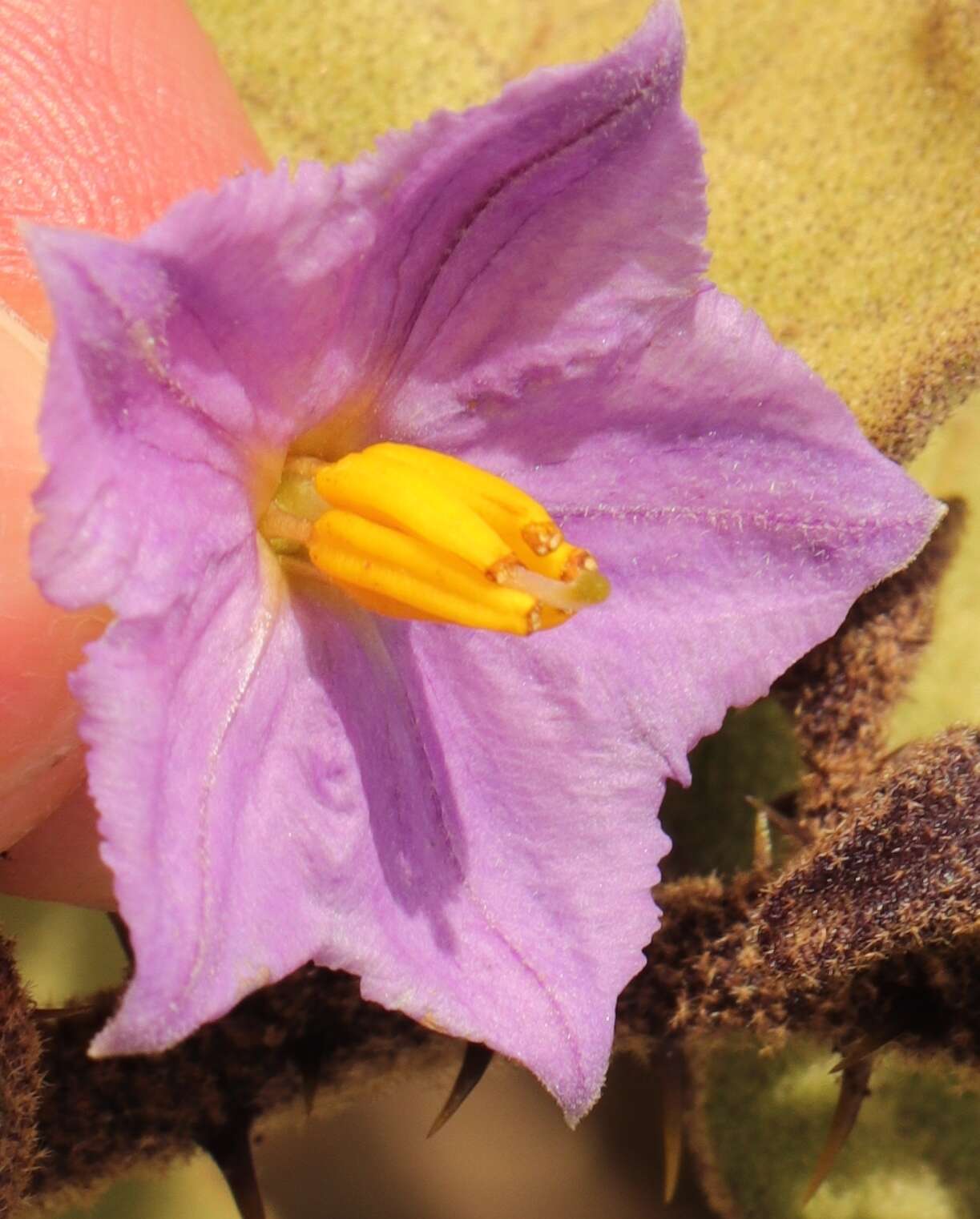 Image of Solanum tomentosum var. tomentosum