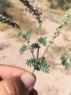 Image of woolly prairie clover