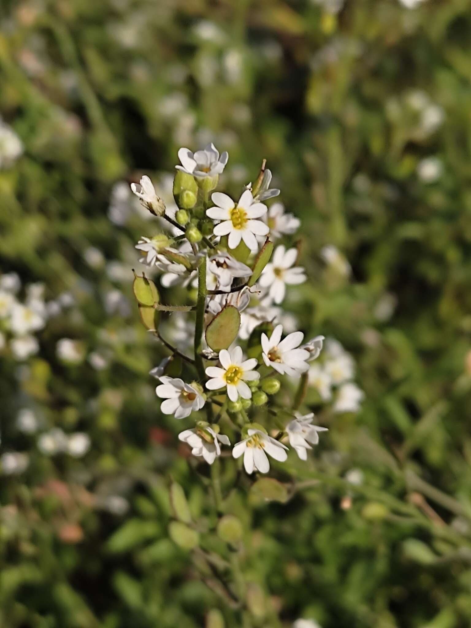 صورة Berteroa mutabilis (Vent.) DC.