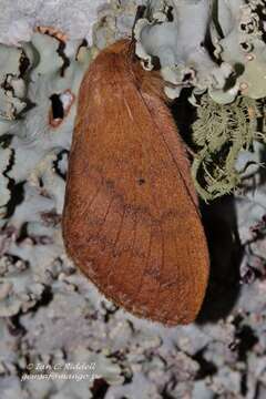 Image de Pachymeta semifasciata Aurivillius